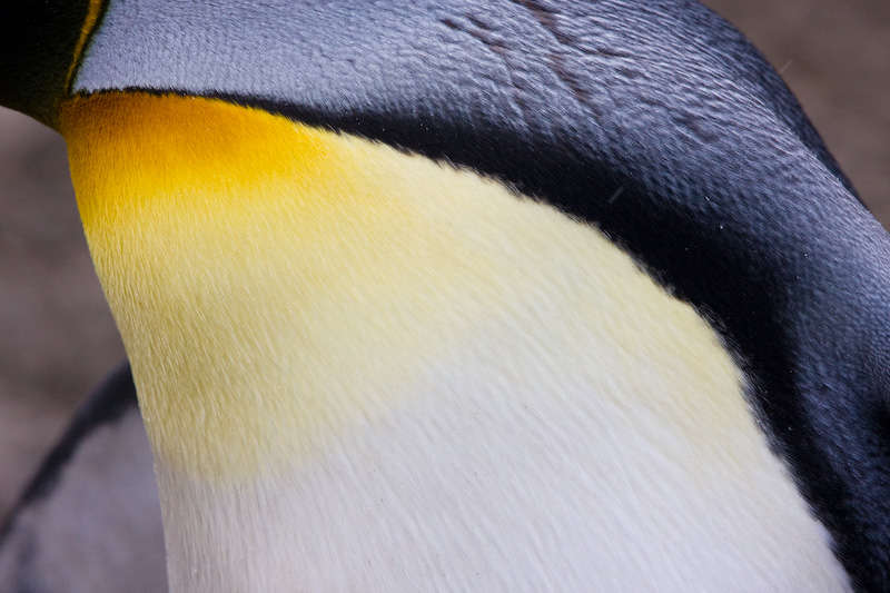 King Penguin Feather Detail